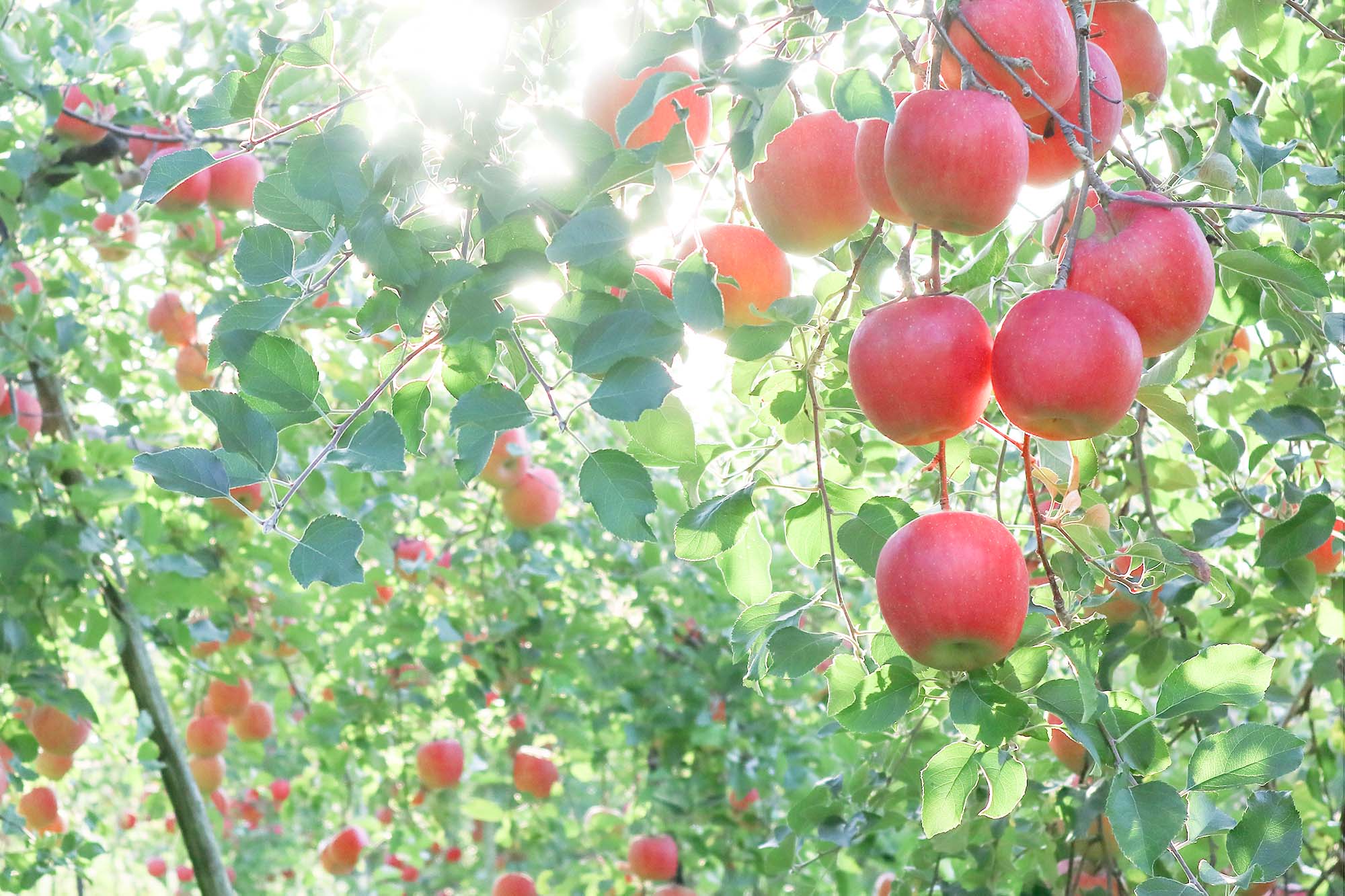 信州奥信濃おぎわら農園