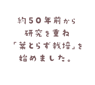 約50年前から研究を重ね、葉とらず栽培を始めました
