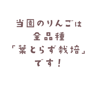 当園のりんごは全品種「葉とらず栽培」です