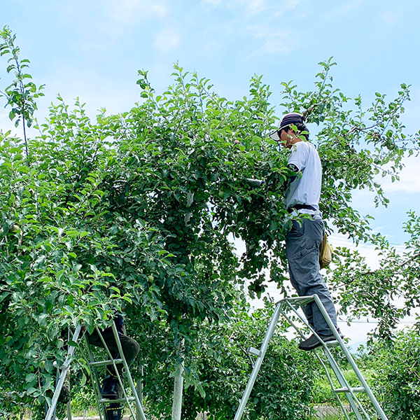 りんごの摘果作業