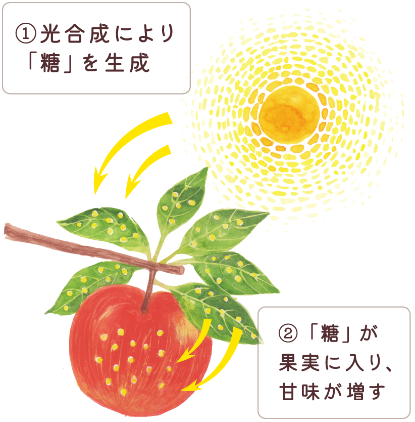おいしいりんごの仕組み図