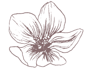 りんごの花